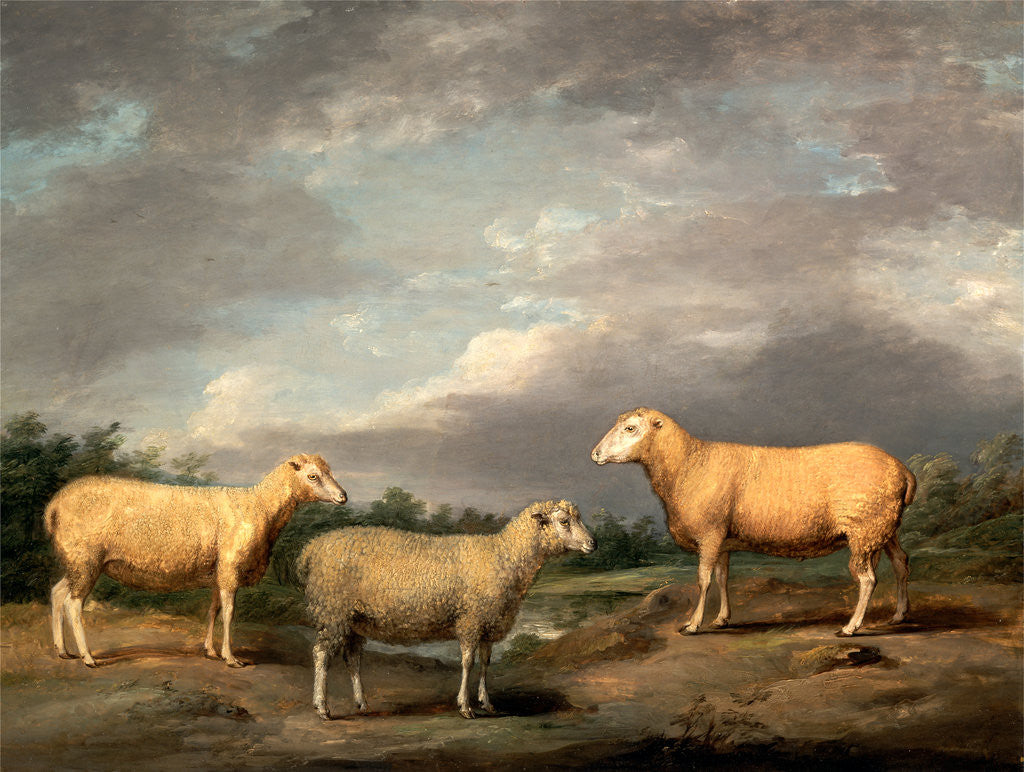 Detail of Ryelands Sheep, the King's Ram, the King's Ewe and Lord Somerville's Wether by James Ward