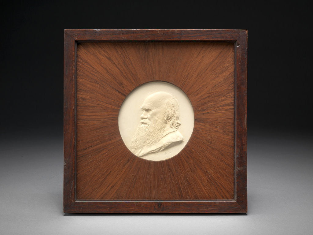 Detail of Charles Darwin by Alphonse Legros