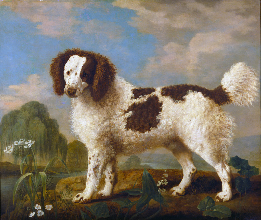 Detail of Brown and White Norfolk or Water Spaniel by George Stubbs