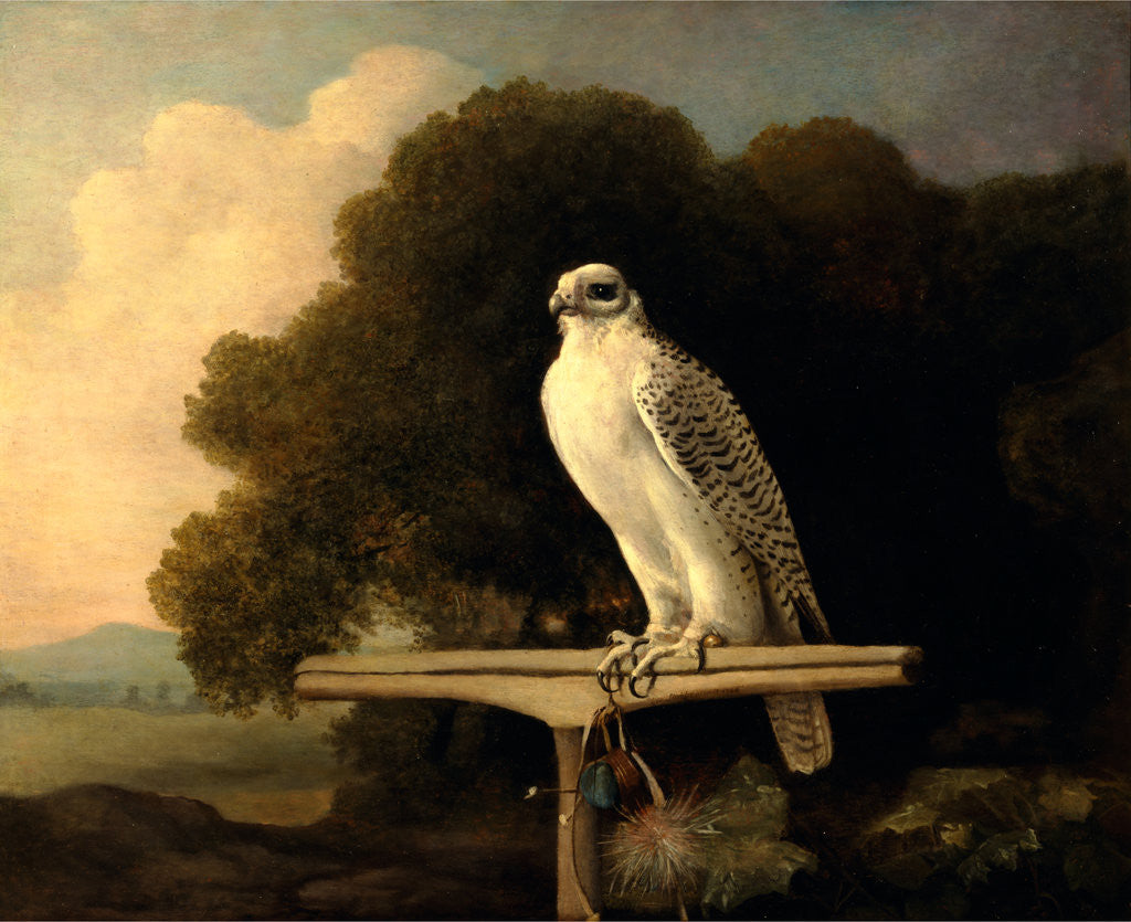 Detail of Greenland Falcon Gyr Falcon by George Stubbs