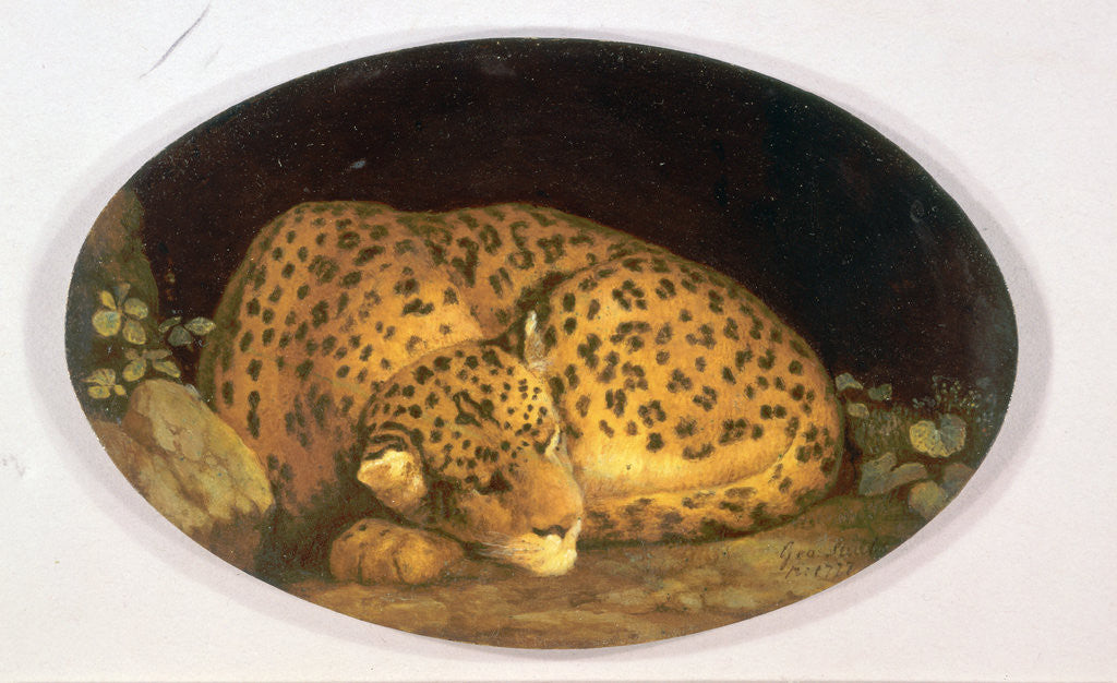 Detail of Sleeping Leopard by George Stubbs