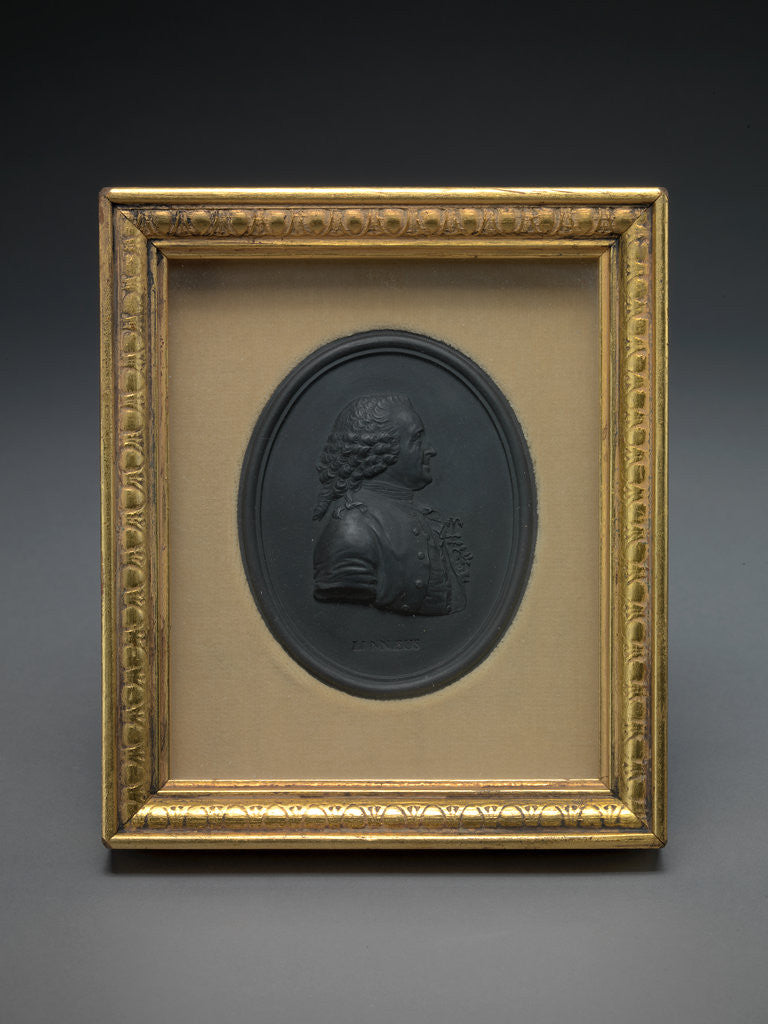 Detail of Sir Charles Linnaeus by Josiah Wedgwood