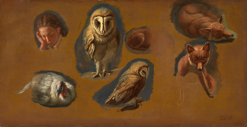 Detail of Studies of a Fox, a Barn Owl, a Peahen, and the Head of a Young Man Studies of a Fox, a Barn Owl, a Peahen and a Young Man's Head by Jacques-Laurent Agasse
