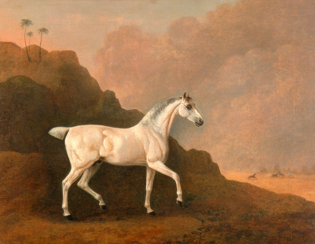 Detail of A Grey Arab Stallion in a Desert Landscape by John Boultbee