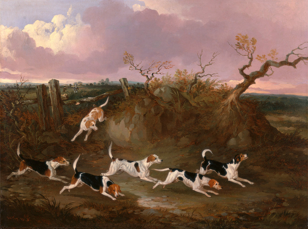 Detail of Beagles in Full Cry Harriers by John Dalby