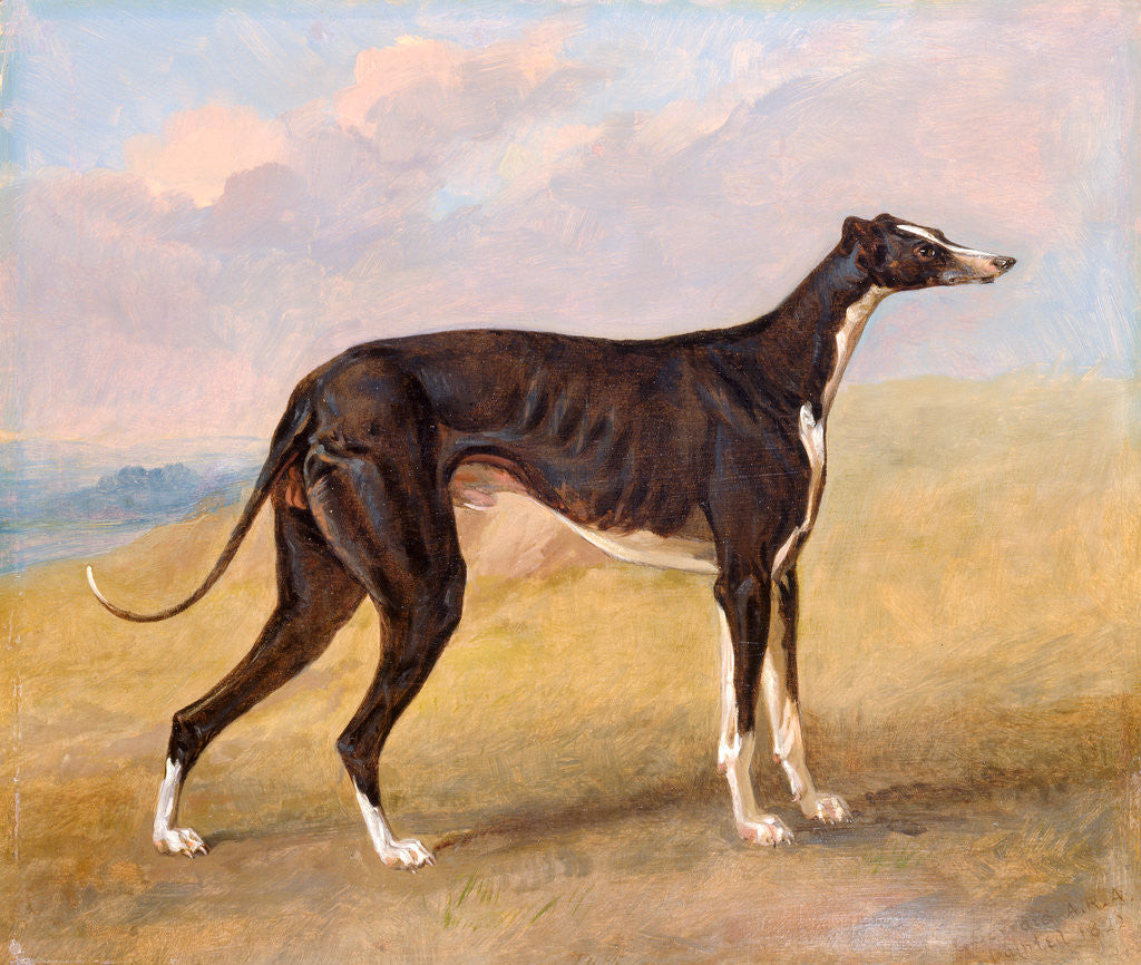 Detail of Turk, a greyhound, the property of George Lane Fox by George Garrard