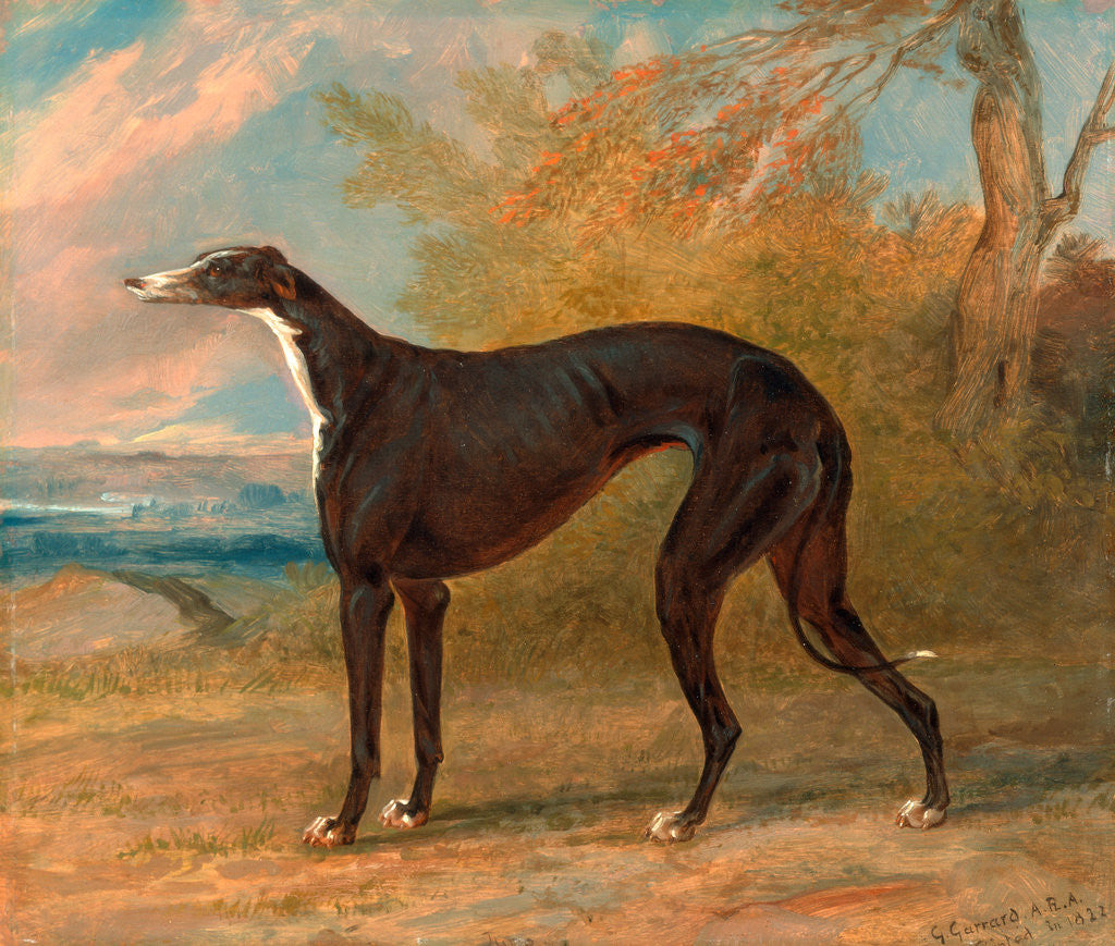 Detail of One of George Lane Fox's Winning Greyhounds: the Black and White Greyhound Bitch, Juno by George Garrard