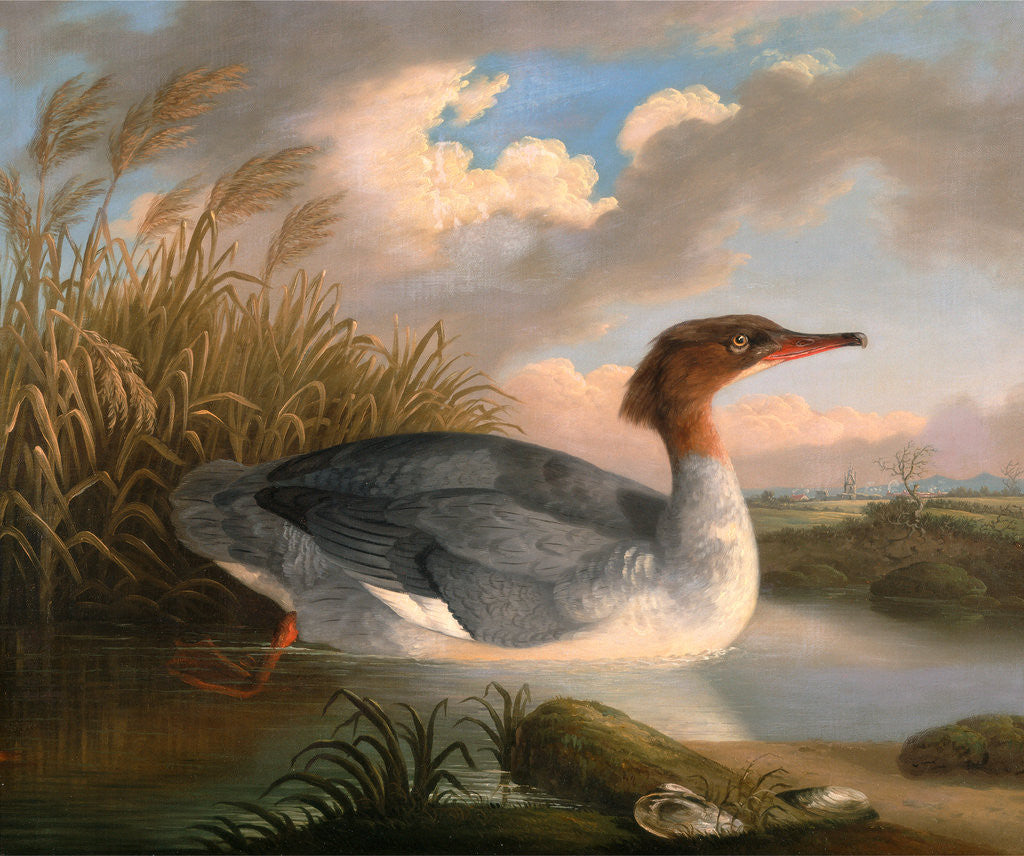 Detail of A Dun Diver (Goosander), Robert Wilkinson Padley, ca. 1775-1835 by Wilkinson Padley