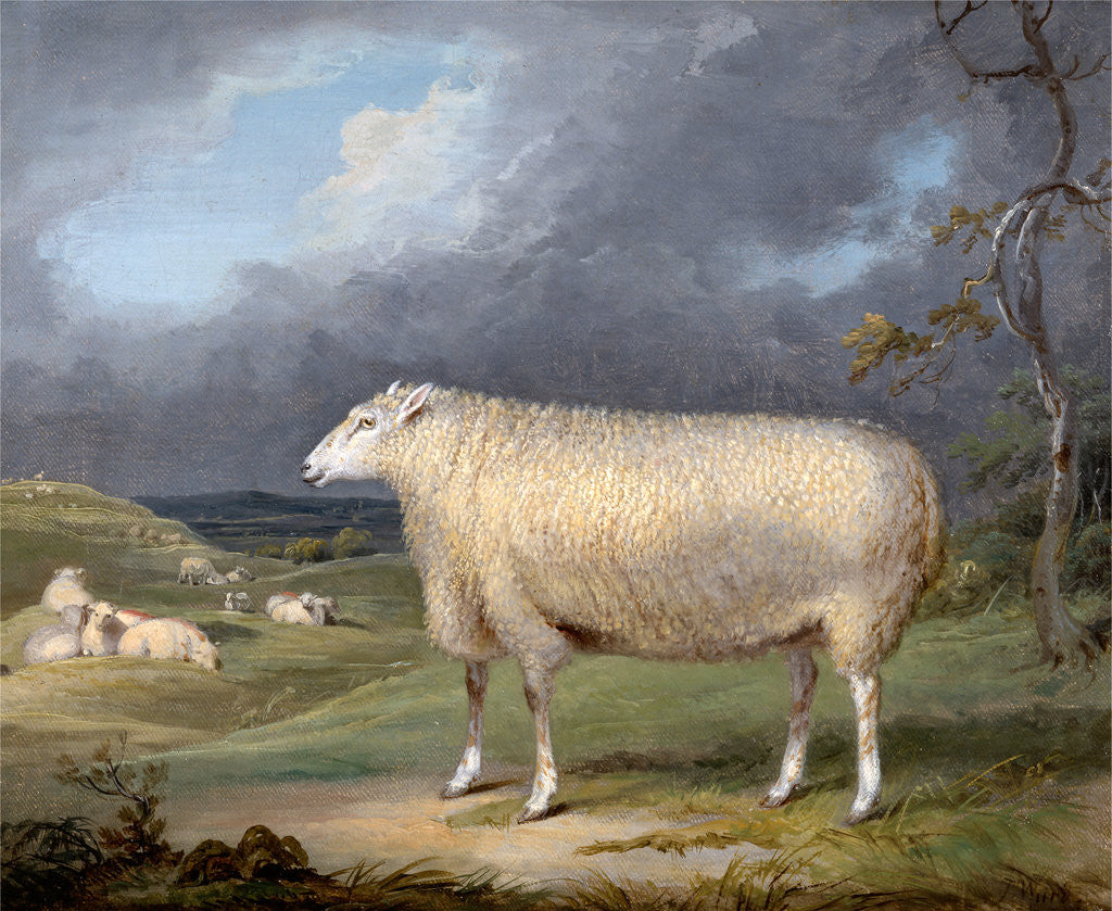 Detail of A Border Leicester Ewe by James Ward