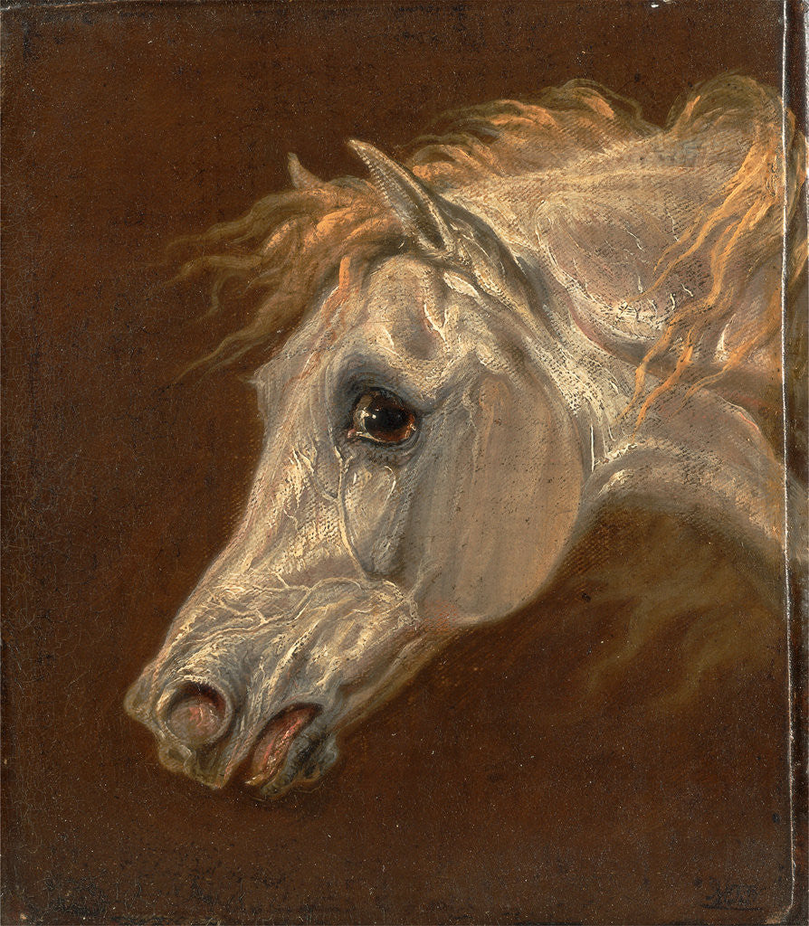 Detail of Head of a Grey Arabian Horse by Martin Theodore Ward