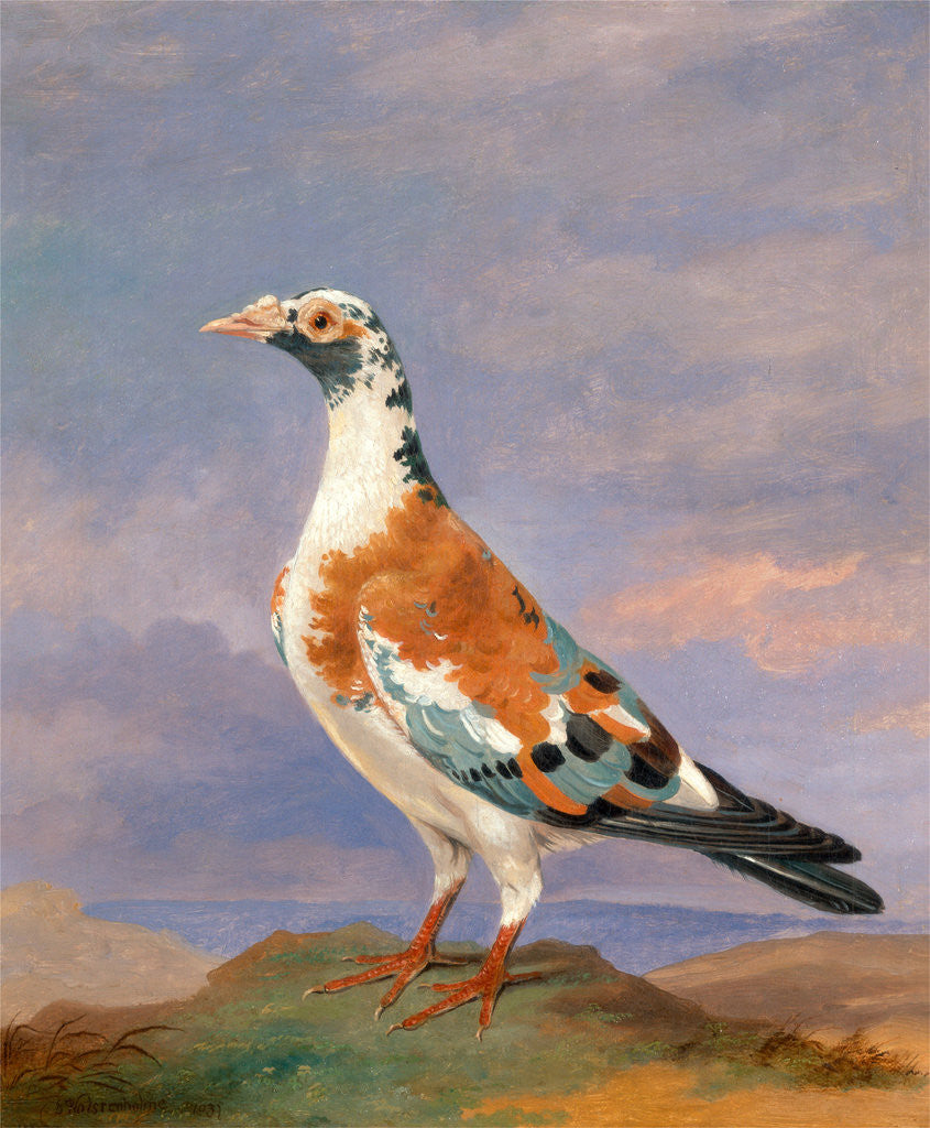 Detail of Studies of carrier pigeon by Dean Wolstenholme