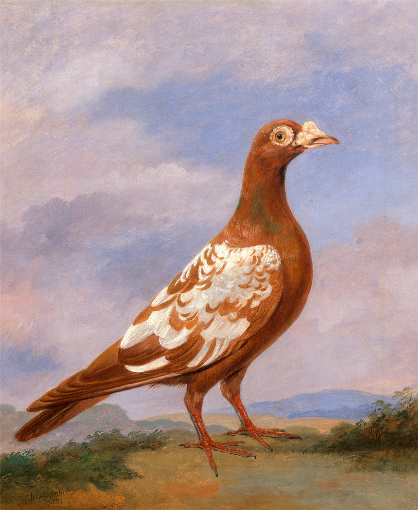 Detail of Red pied carrier Carrier Pigeons: Red Pied Carrier by Dean Wolstenholme