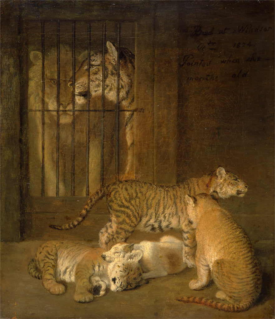 Detail of Group of Whelps Bred between a Lion and a Tigress by Jacques-Laurent Agasse