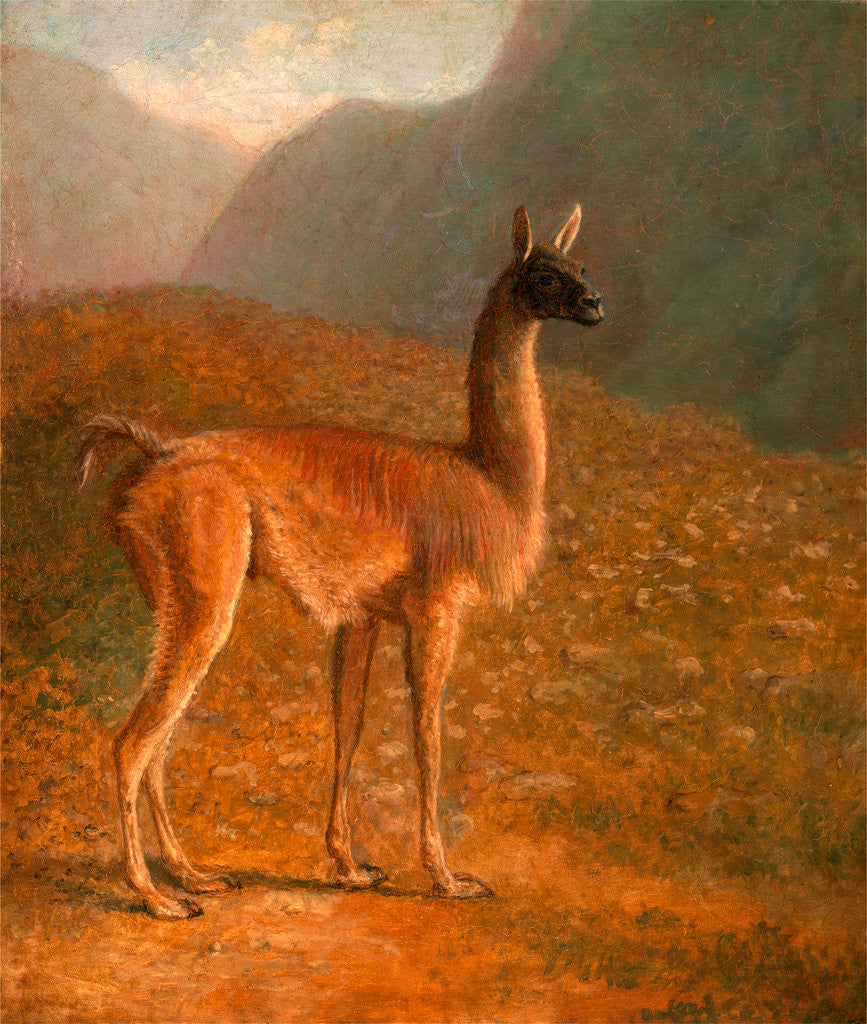 Detail of Guanaco 'A Male Vicuna' by Jacques-Laurent Agasse