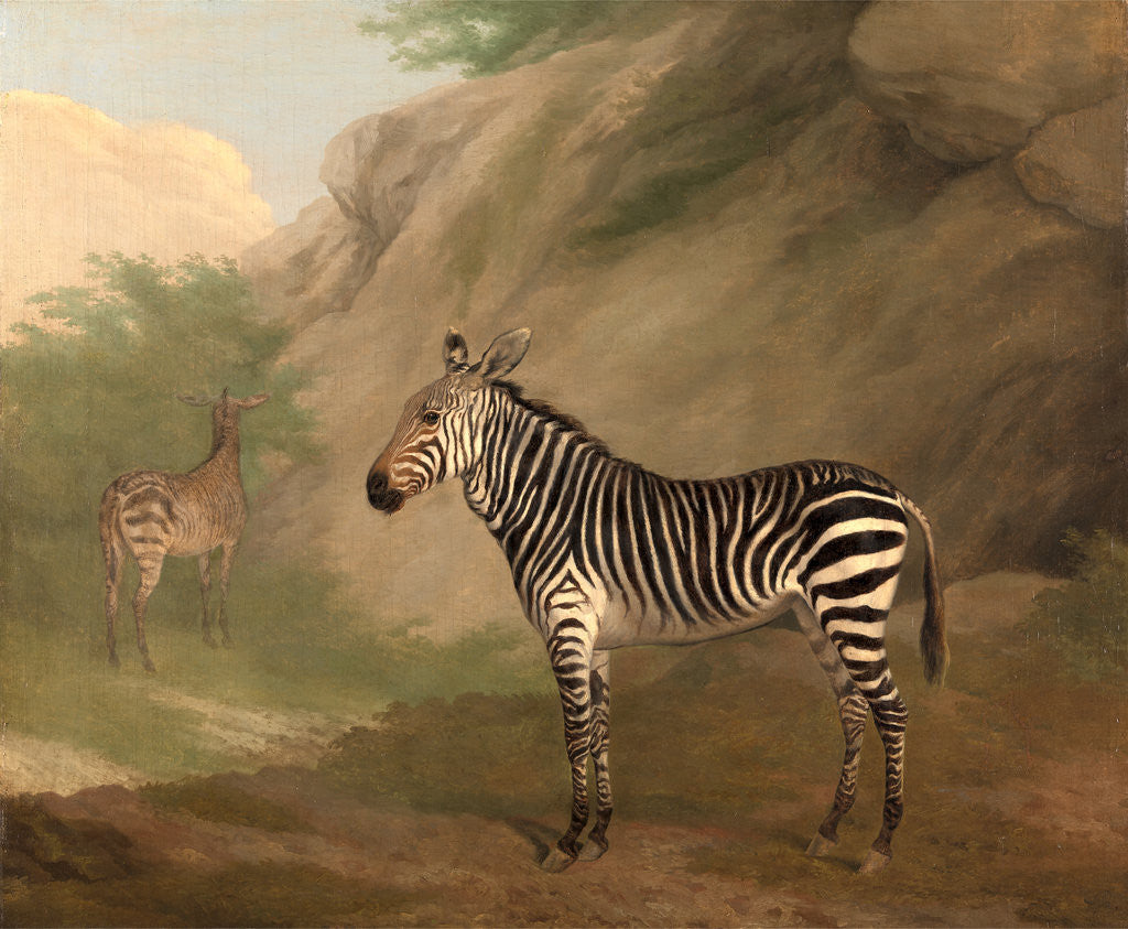 Detail of Zebra by Jacques-Laurent Agasse