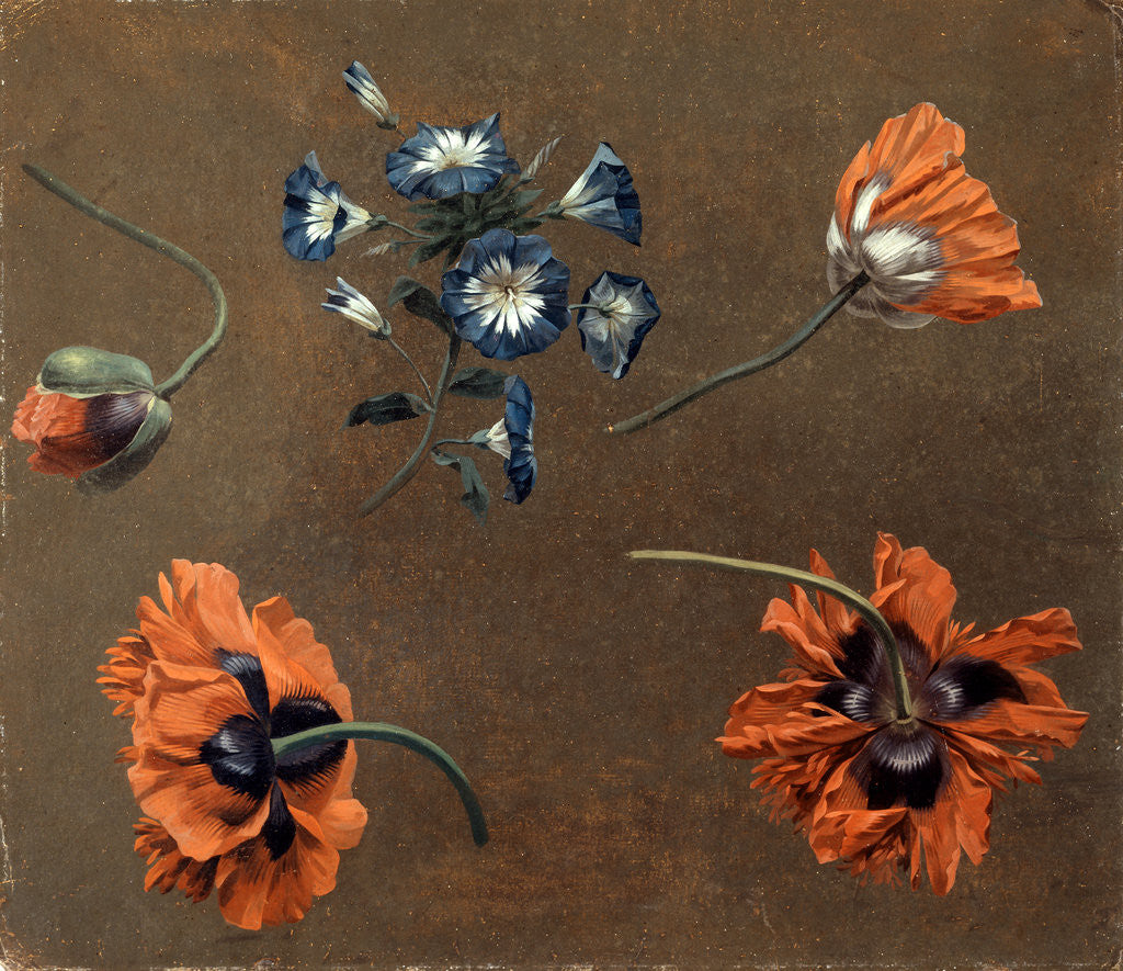 Detail of Poppies and Tradascanthus by Anonymous