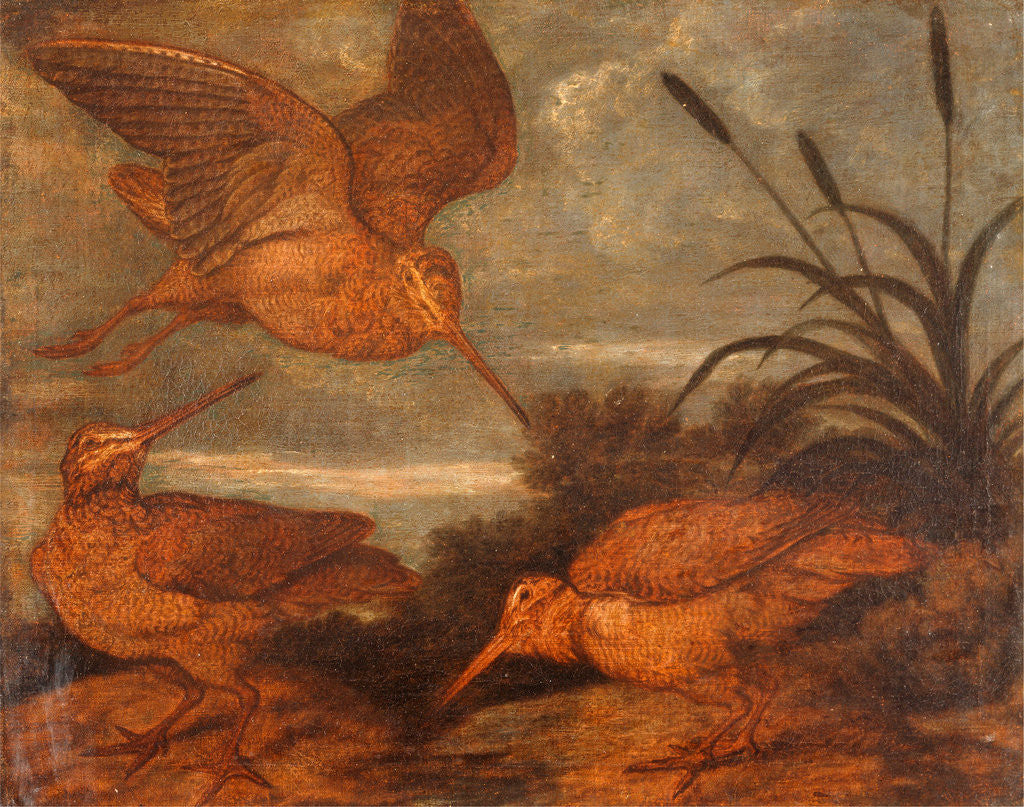 Detail of Woodcock at Dusk by Francis Barlow