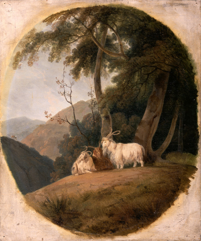 Detail of Kashmir Goats by William Daniell