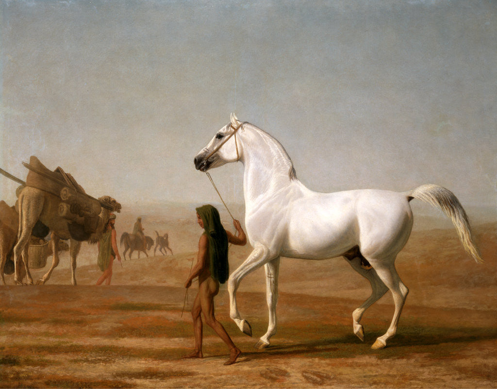 Detail of The Wellesley Grey Arabian Led through the Desert by Jacques-Laurent Agasse