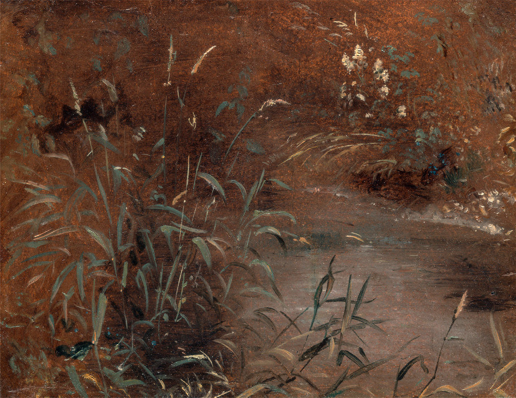 Detail of Rushes by a pool by John Constable