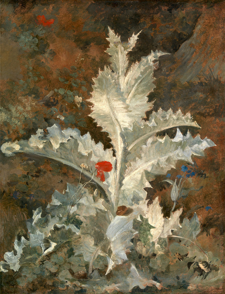 Detail of A Thistle by John Crome