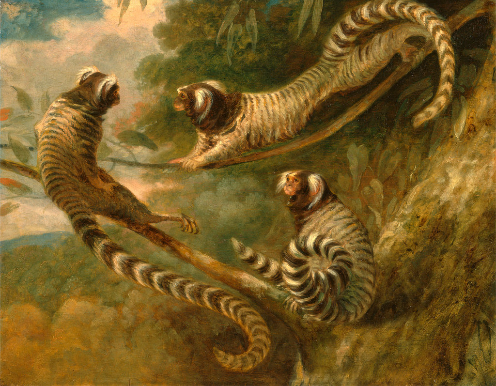 Detail of A Marmoset in Three Attitudes by George Garrard