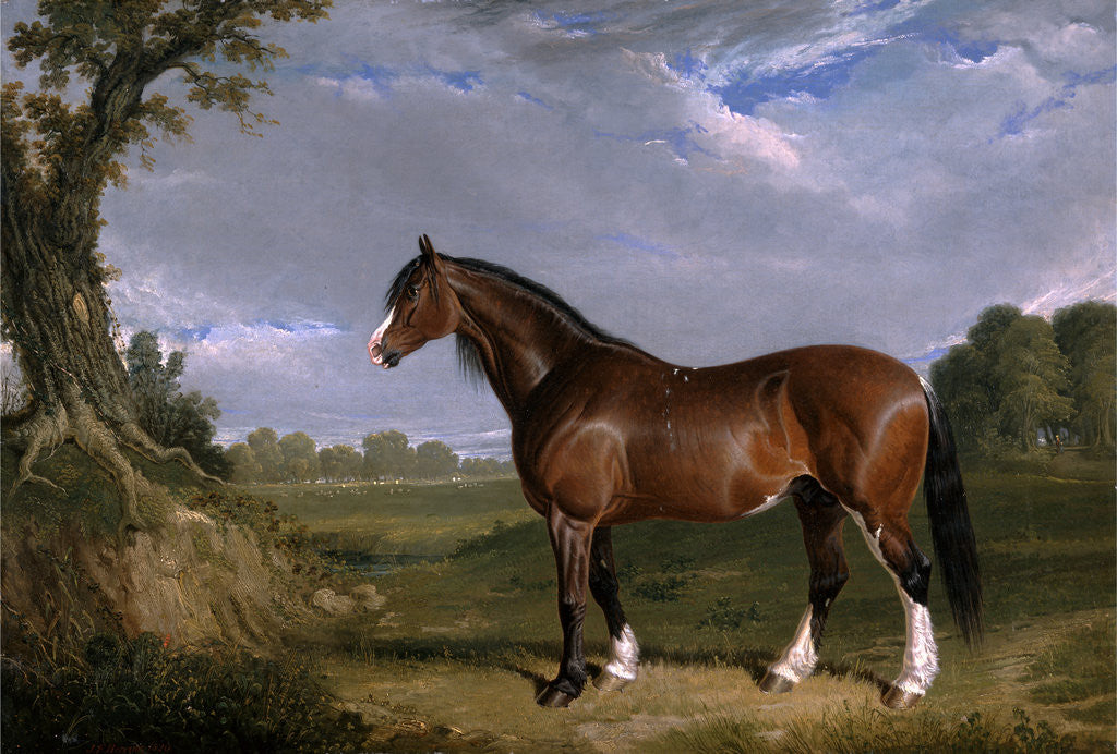 Detail of A Clydesdale Stallion by John Frederick Herring