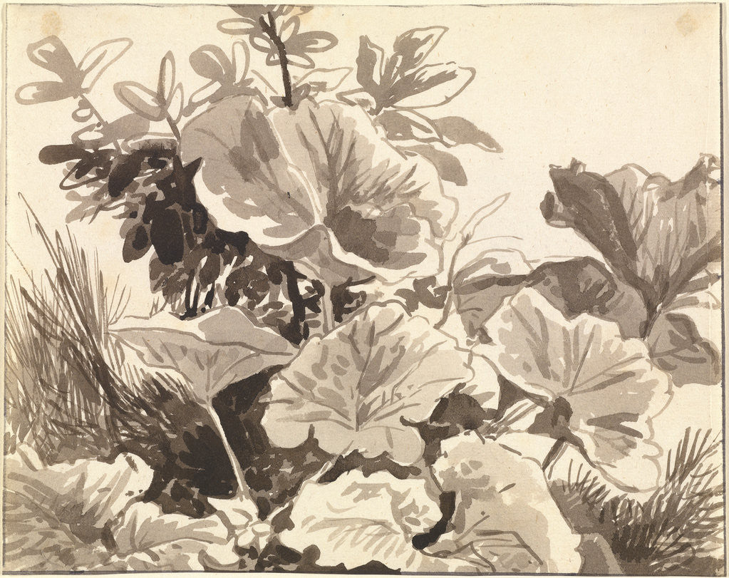 Detail of Study of Coltsfoot Leaves by Franz Innocenz Kobell
