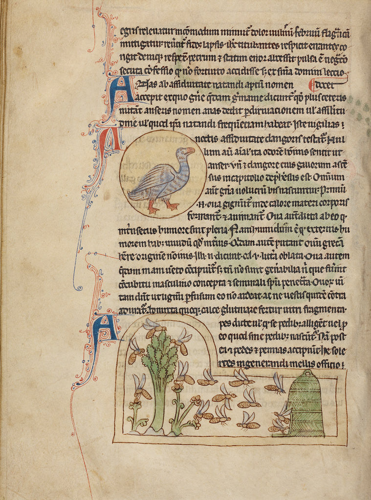 Detail of A Duck, Bees by Anonymous