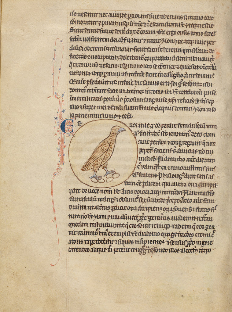 Detail of A Partridge by Anonymous