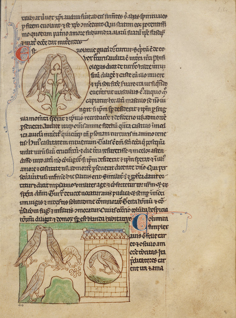 Detail of Turtledoves, Doves by Anonymous