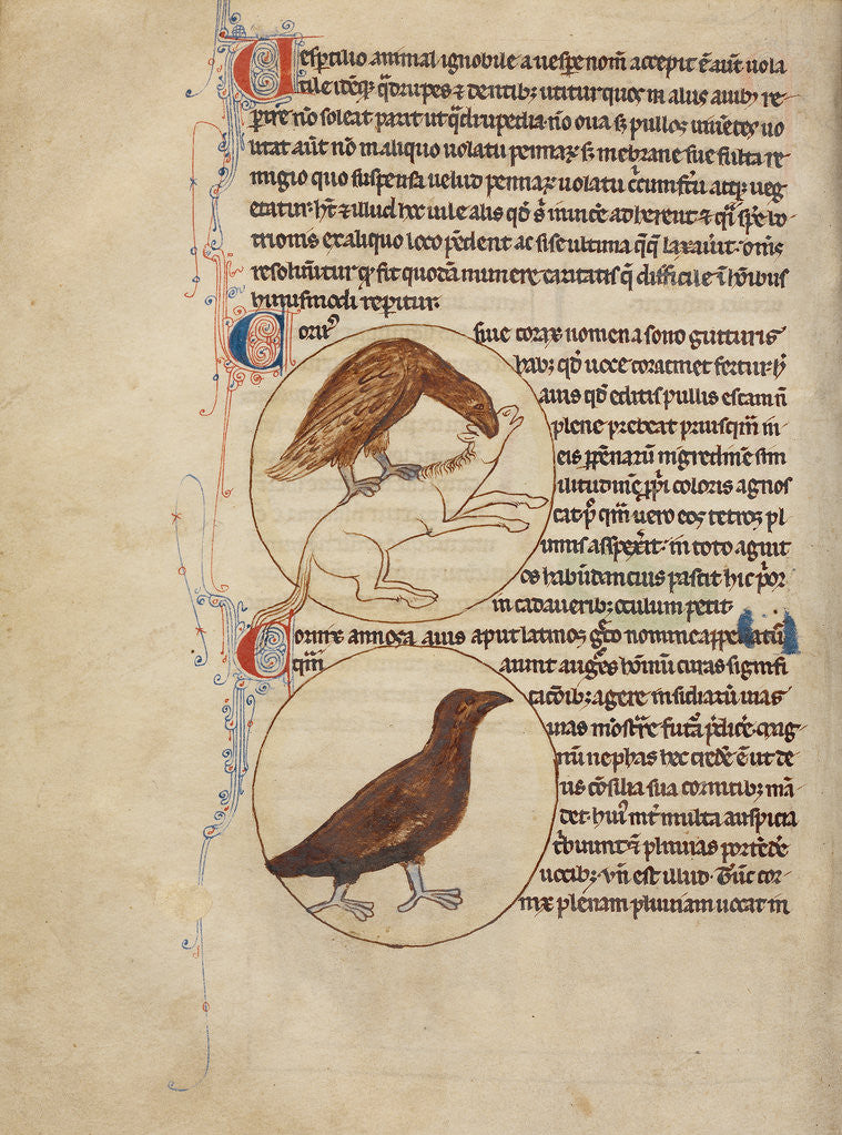 Detail of A Raven, A Crow by Anonymous