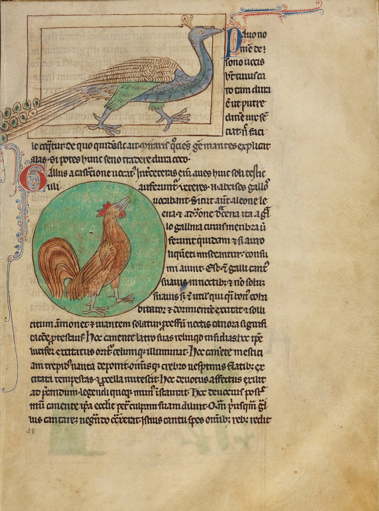 Detail of A Peacock, A Rooster by Anonymous