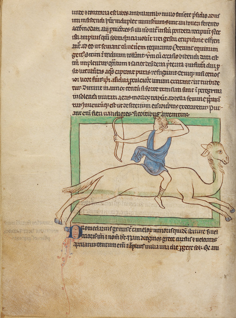 Detail of A Dromedary by Anonymous