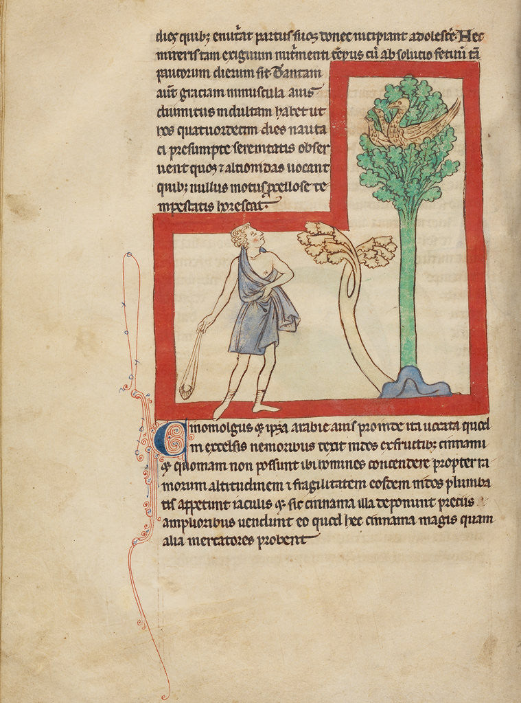 Detail of A Cinomolgus by Anonymous