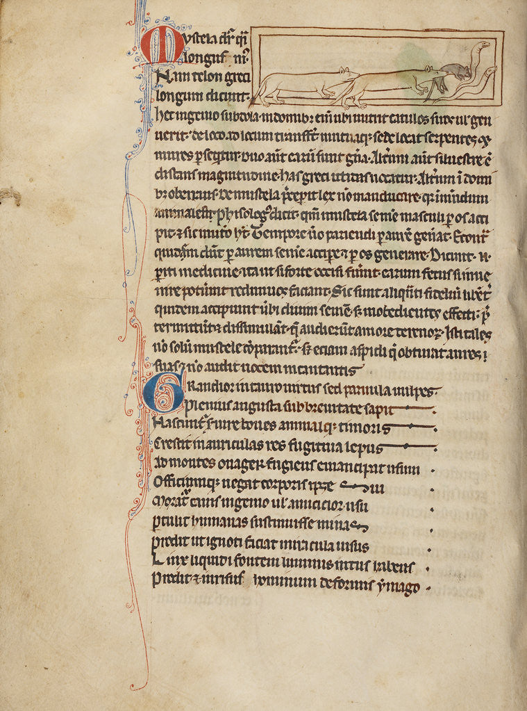 Detail of Weasels by Anonymous