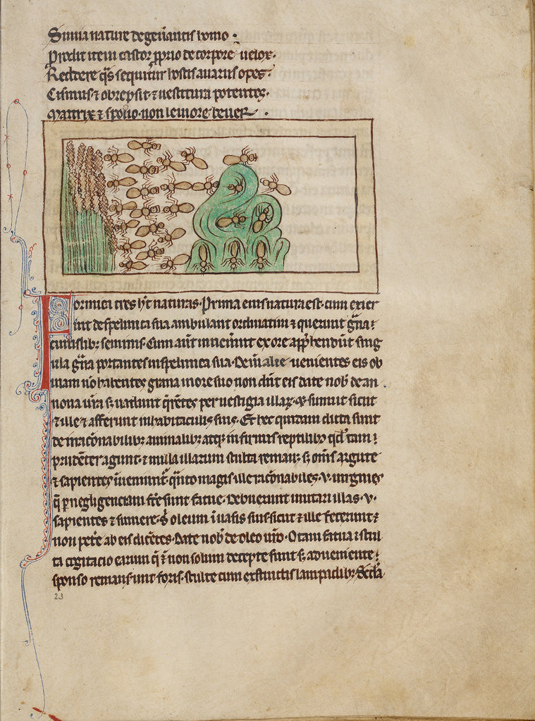 Detail of Ants by Anonymous