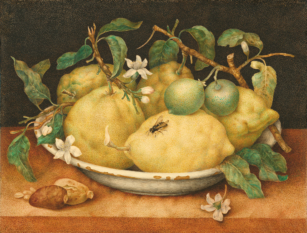 Detail of Still Life with Bowl of Citrons by Giovanna Garzoni