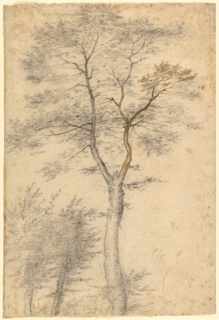 Detail of Three Studies of Trees by Fra Bartolommeo