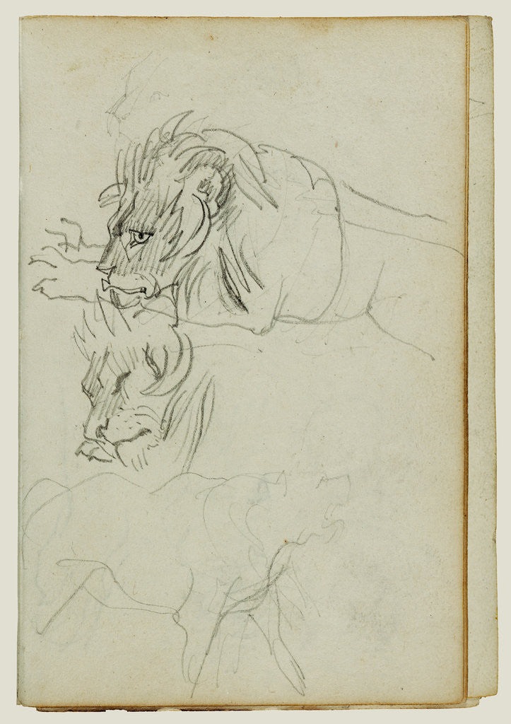 Detail of Three lion studies by Théodore Géricault
