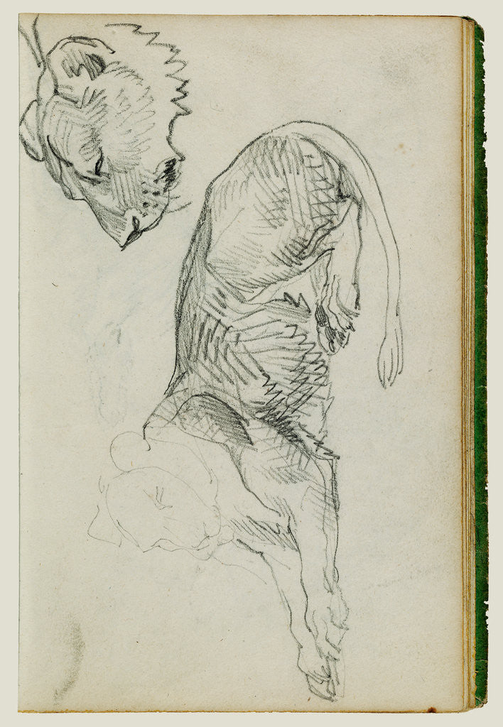 Detail of Seated lion, head of lioness by Théodore Géricault