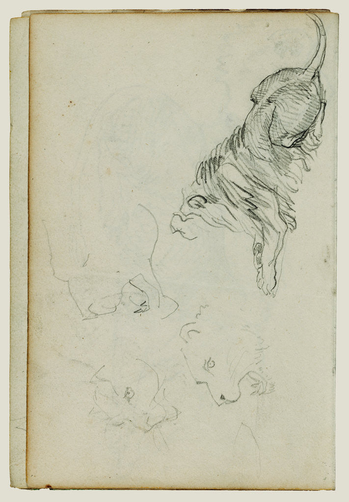 Detail of Four lion studies by Théodore Géricault