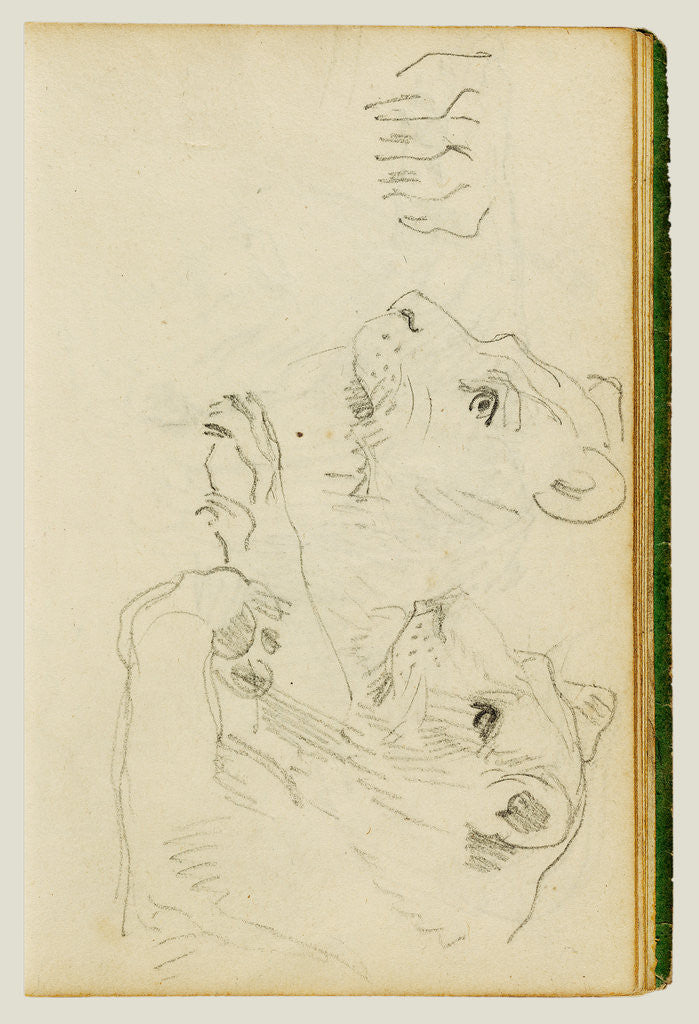 Detail of Studies of the head and forelegs of a lioness by Théodore Géricault