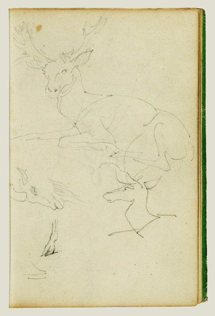 Detail of Studies of a seated stag, a fawn, a goat head by Théodore Géricault