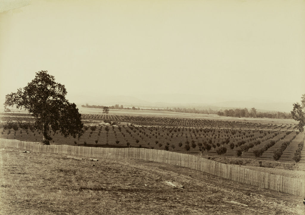 Detail of Young Orchard, Palermo, Butte County by Carleton Watkins