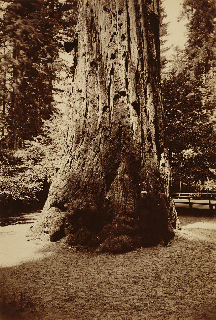 Detail of Big Tree Felton (Redwood), Santa Cruz by Carleton Watkins