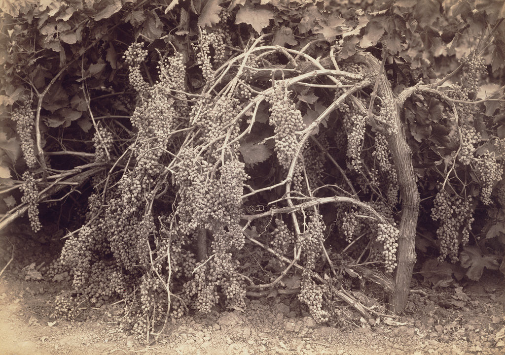 Detail of Thompson's Seedless Grapes by Carleton Watkins