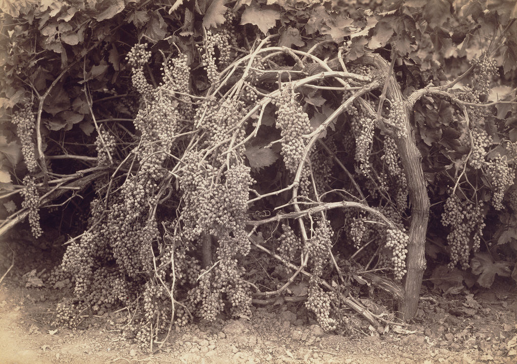 Detail of Thompson's Seedless Grapes by Carleton Watkins
