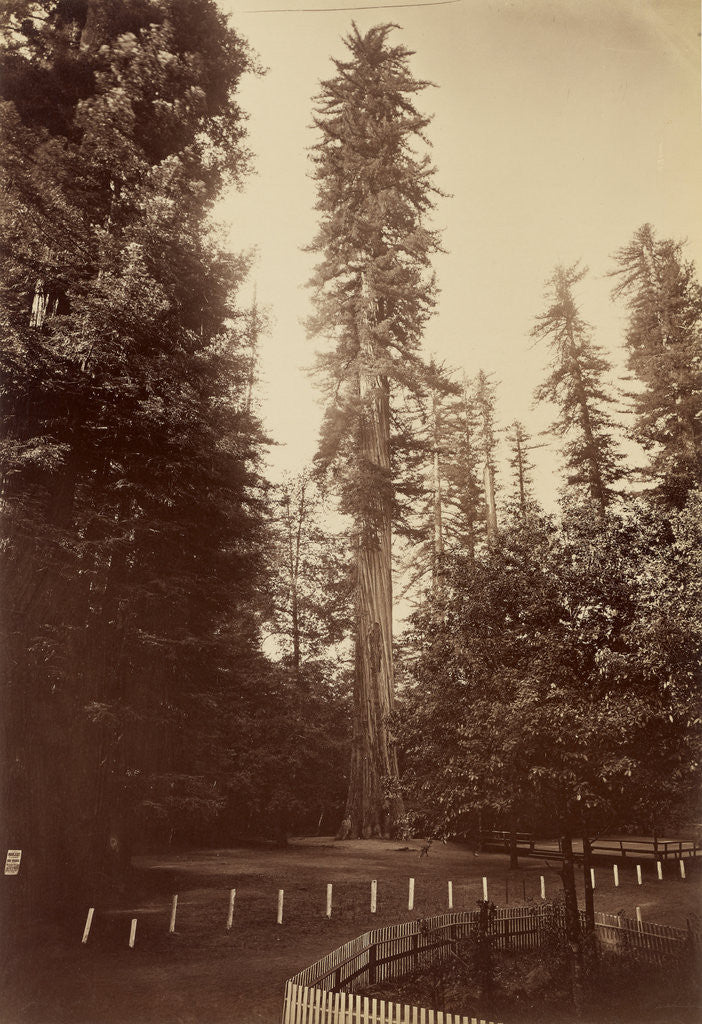 Detail of Giant Redwood, Santa Cruz by Carleton Watkins