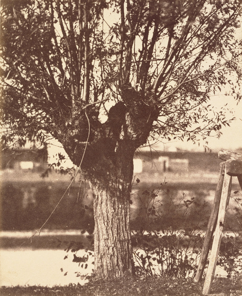 Detail of Tree by Anonymous